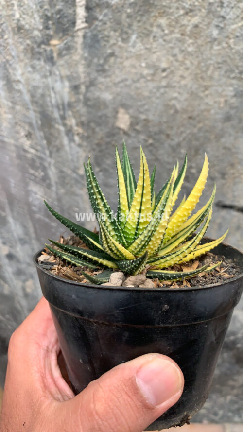 Haworthia Pumila Variegated, real gallery image #4 plants. Picture taken directly from kaktus.id community Haworthia farmer green houses.