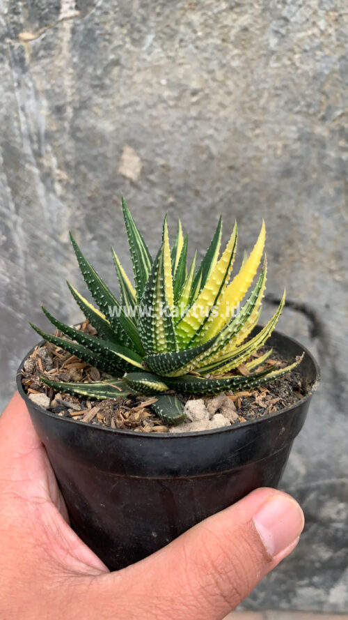 Haworthia Pumila Variegated, real gallery image #42 plants. Picture taken directly from kaktus.id community Haworthia farmer green houses.