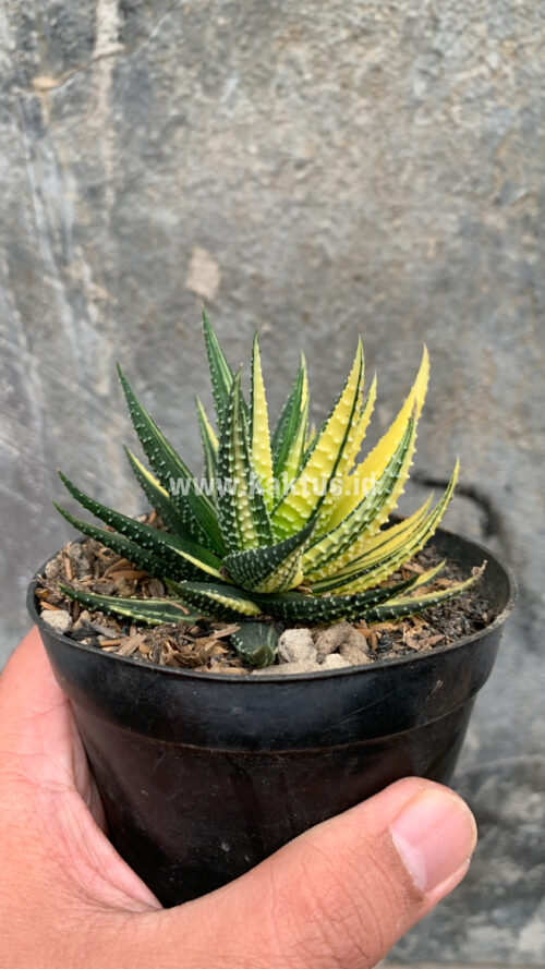 Haworthia Pumila Variegated, real gallery image #32 plants. Picture taken directly from kaktus.id community Haworthia farmer green houses.