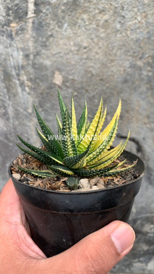 Haworthia Pumila Variegated, real gallery image #47 plants. Picture taken directly from kaktus.id community Haworthia farmer green houses.
