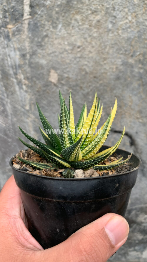 Haworthia Pumila Variegated, real gallery image #43 plants. Picture taken directly from kaktus.id community Haworthia farmer green houses.