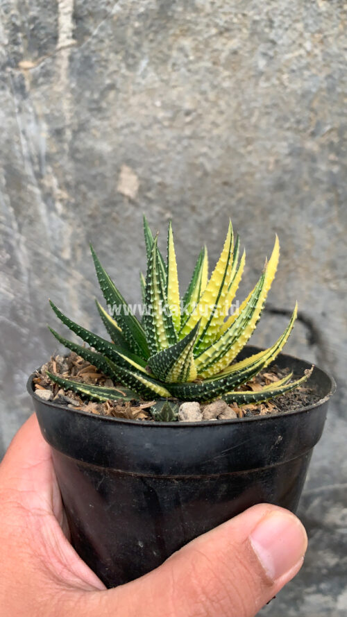 Haworthia Pumila Variegated, real gallery image #9 plants. Picture taken directly from kaktus.id community Haworthia farmer green houses.