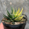 Haworthia Pumila Variegated, real feature image plant. Picture taken directly from kaktus.id community Haworthia farmer green houses.