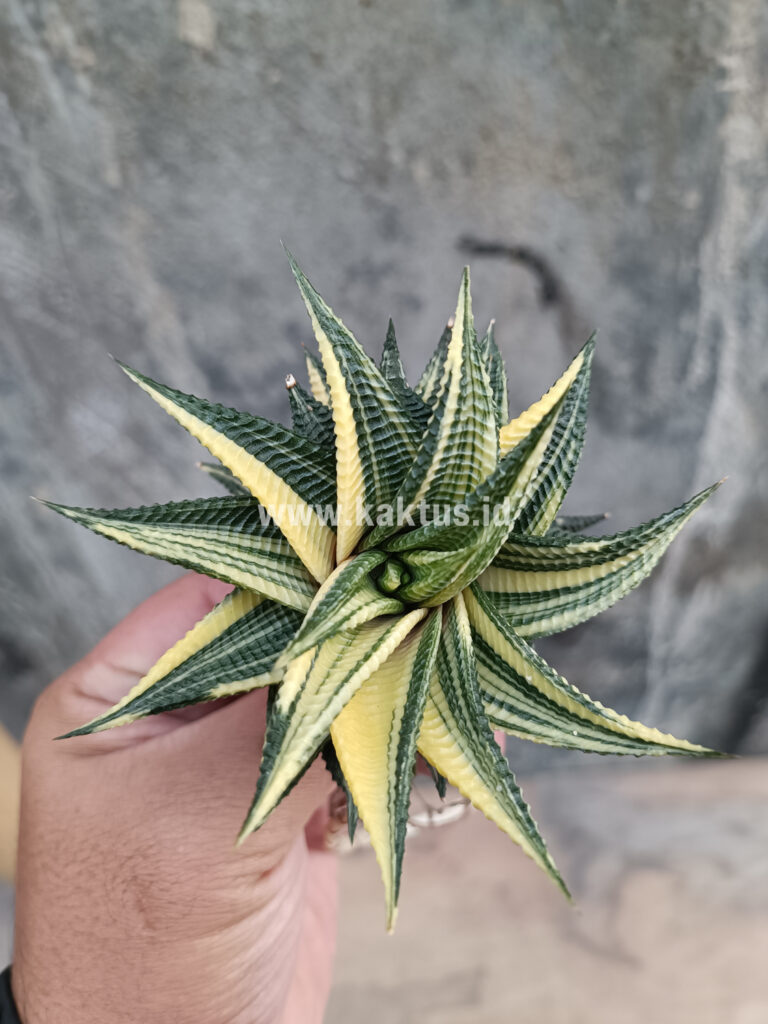 kaktus.id