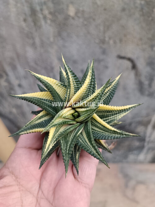 Haworthia Limifolia Variegated, real gallery image #6 plants. Picture taken directly from kaktus.id community Haworthia farmer green houses.
