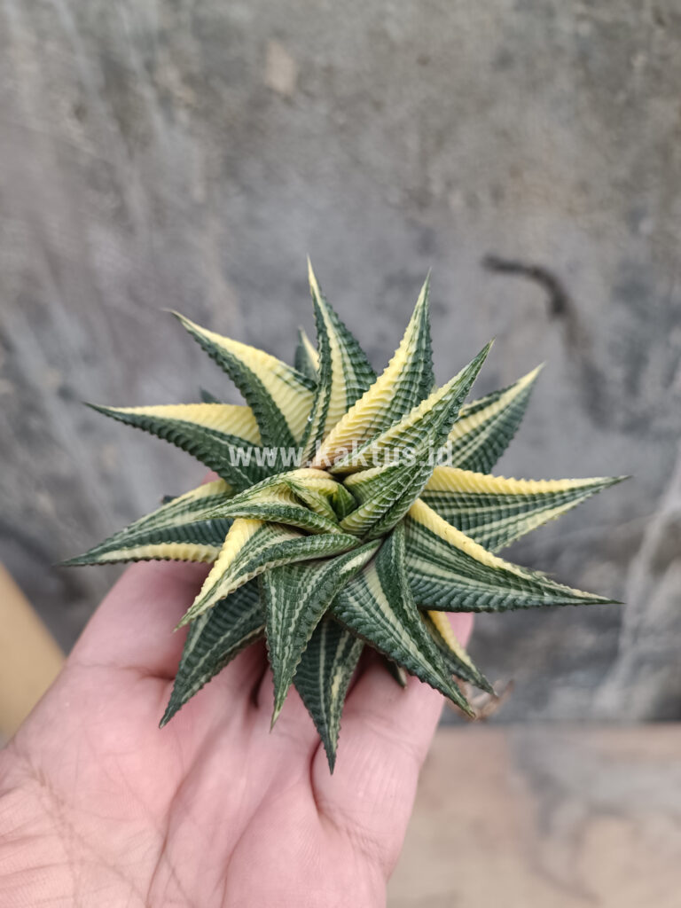 kaktus.id