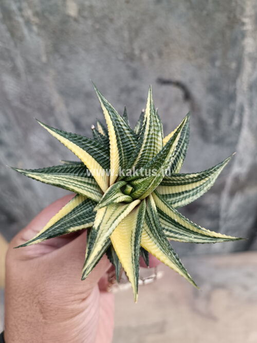 Haworthia Limifolia Variegated, real gallery image #22 plants. Picture taken directly from kaktus.id community Haworthia farmer green houses.