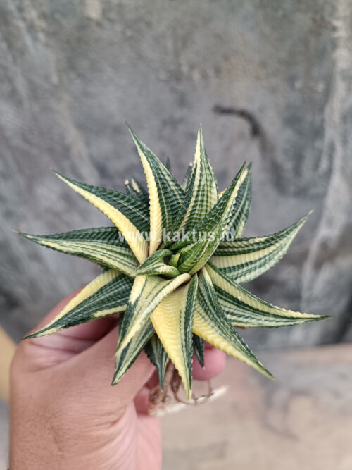 Haworthia Limifolia Variegated, real gallery image #21 plants. Picture taken directly from kaktus.id community Haworthia farmer green houses.