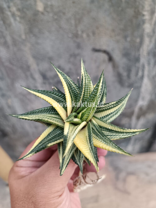 Haworthia Limifolia Variegated, real gallery image #20 plants. Picture taken directly from kaktus.id community Haworthia farmer green houses.