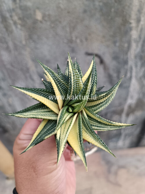 Haworthia Limifolia Variegated, real gallery image #19 plants. Picture taken directly from kaktus.id community Haworthia farmer green houses.