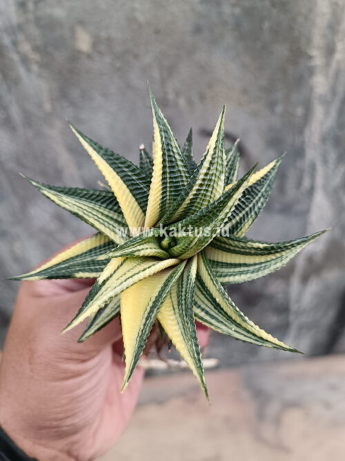 Haworthia Limifolia Variegated, real gallery image #11 plants. Picture taken directly from kaktus.id community Haworthia farmer green houses.