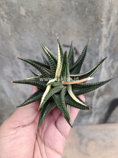 Haworthia Limifolia Variegated, real gallery image #4 plants. Picture taken directly from kaktus.id community Haworthia farmer green houses.
