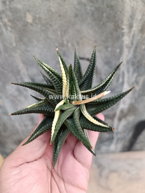 Haworthia Limifolia Variegated, real gallery image #10 plants. Picture taken directly from kaktus.id community Haworthia farmer green houses.
