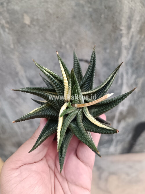 Haworthia Limifolia Variegated, real gallery image #7 plants. Picture taken directly from kaktus.id community Haworthia farmer green houses.