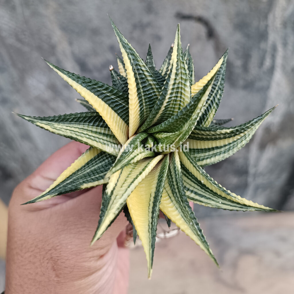 kaktus.id