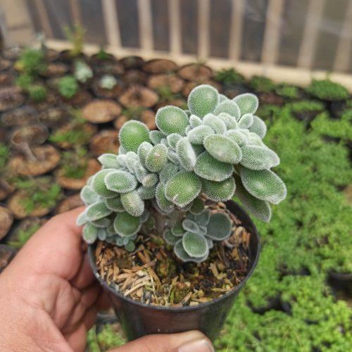 Echeveria Setosa Forma Cristata, real gallery image #2 plants. Picture taken directly from kaktus.id community Echeveria farmer green houses.