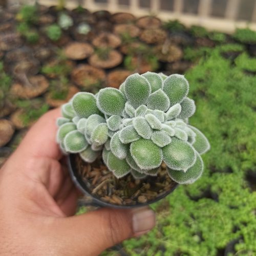 Echeveria Setosa Forma Cristata, real gallery image #4 plants. Picture taken directly from kaktus.id community Echeveria farmer green houses.