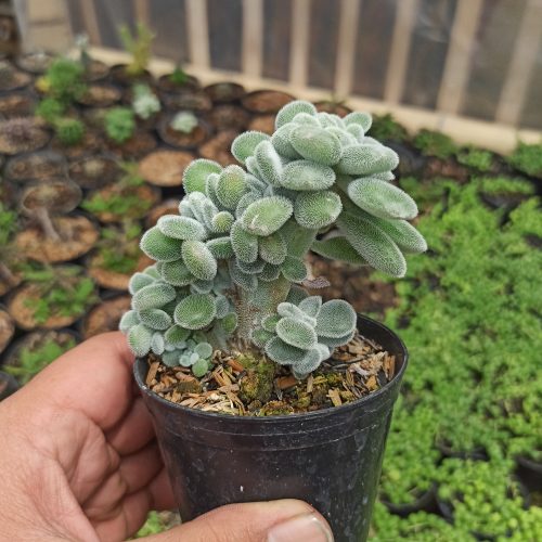 Echeveria Setosa Forma Cristata, real gallery image #3 plants. Picture taken directly from kaktus.id community Echeveria farmer green houses.