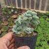 Echeveria Setosa Forma Cristata, real gallery image #5 plants. Picture taken directly from kaktus.id community Echeveria farmer green houses.