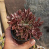 Aeonium Arboreum Atropurpureum Forma Cristata, real feature image plant. Picture taken directly from kaktus.id community Aeonium farmer green houses.