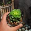Sedeveria Letizia, real gallery image #2 plants. Picture taken directly from kaktus.id community Sedeveria farmer green houses.