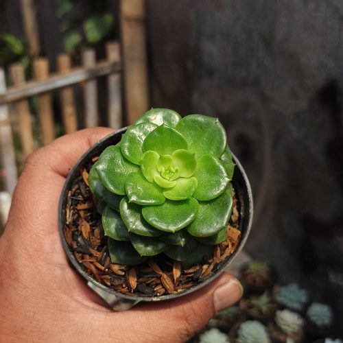 Sedeveria Letizia, real gallery image #4 plants. Picture taken directly from kaktus.id community Sedeveria farmer green houses.