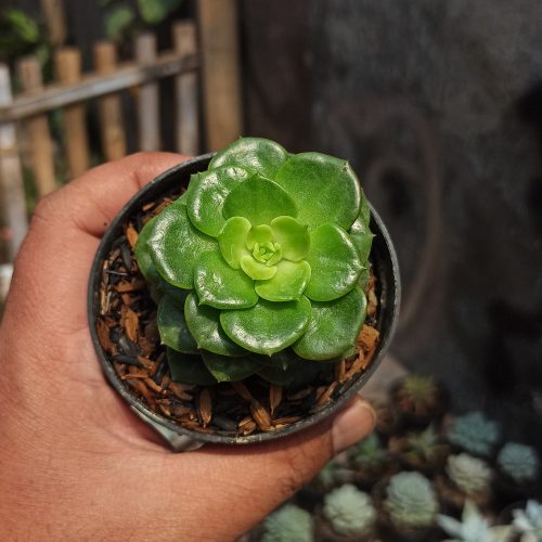 Sedeveria Letizia, real gallery image #3 plants. Picture taken directly from kaktus.id community Sedeveria farmer green houses.
