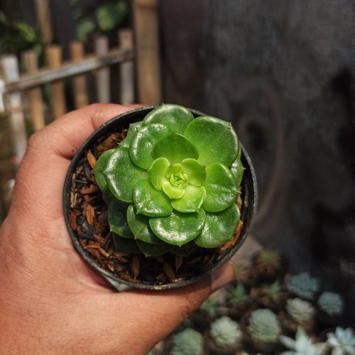 Sedeveria Letizia, real gallery image #5 plants. Picture taken directly from kaktus.id community Sedeveria farmer green houses.