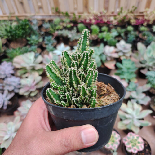 Acanthocereus Tetragonus ‘Fairy Castles’ – Fairy Castle Cactus, real gallery image #8 plants. Picture taken directly from kaktus.id community Acanthocereus farmer green houses.