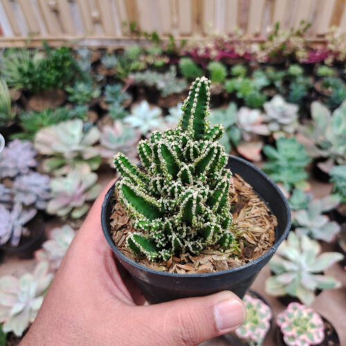 Acanthocereus Tetragonus ‘Fairy Castles’ – Fairy Castle Cactus, real gallery image #2 plants. Picture taken directly from kaktus.id community Acanthocereus farmer green houses.