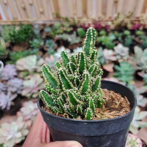 Acanthocereus Tetragonus ‘Fairy Castles’ – Fairy Castle Cactus, real gallery image #3 plants. Picture taken directly from kaktus.id community Acanthocereus farmer green houses.