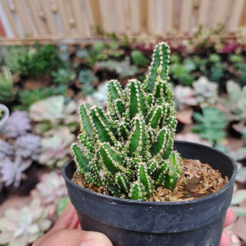 Acanthocereus Tetragonus ‘Fairy Castles’ – Fairy Castle Cactus, real gallery image #4 plants. Picture taken directly from kaktus.id community Acanthocereus farmer green houses.