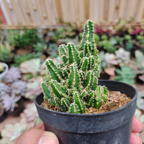 Acanthocereus Tetragonus ‘Fairy Castles’ – Fairy Castle Cactus, real gallery image #5 plants. Picture taken directly from kaktus.id community Acanthocereus farmer green houses.