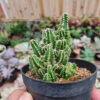 Acanthocereus Tetragonus ‘Fairy Castles’ – Fairy Castle Cactus, real gallery image #6 plants. Picture taken directly from kaktus.id community Acanthocereus farmer green houses.