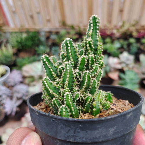 Acanthocereus Tetragonus ‘Fairy Castles’ – Fairy Castle Cactus, real gallery image #7 plants. Picture taken directly from kaktus.id community Acanthocereus farmer green houses.