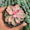 Echeveria Pink Perle, real feature image plant. Picture taken directly from kaktus.id community Echeveria farmer green houses.