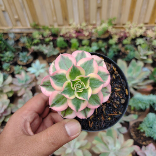 Aeonium Decorum Cv. Sunburst, real gallery image #3 plants. Picture taken directly from kaktus.id community Aeonium farmer green houses.