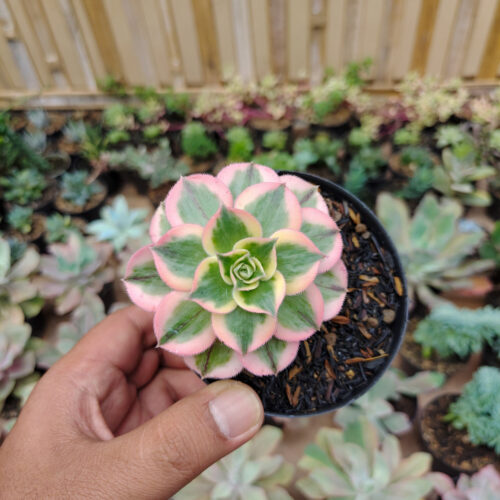 Aeonium Decorum Cv. Sunburst, real gallery image #4 plants. Picture taken directly from kaktus.id community Aeonium farmer green houses.