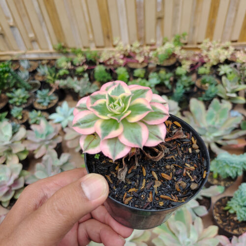 Aeonium Decorum Cv. Sunburst, real gallery image #5 plants. Picture taken directly from kaktus.id community Aeonium farmer green houses.