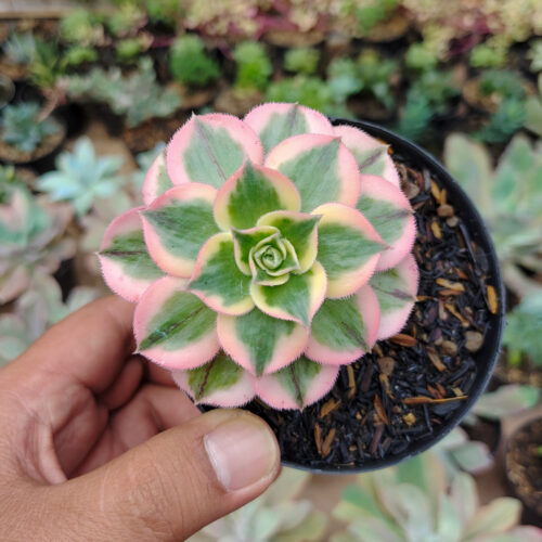 Aeonium Decorum Cv. Sunburst, real gallery image #2 plants. Picture taken directly from kaktus.id community Aeonium farmer green houses.