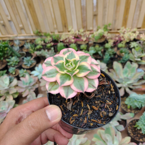 Aeonium Decorum Cv. Sunburst, real gallery image #6 plants. Picture taken directly from kaktus.id community Aeonium farmer green houses.