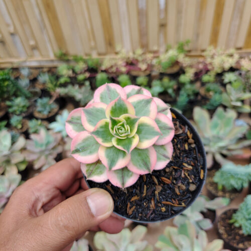 Aeonium Decorum Cv. Sunburst, real gallery image #7 plants. Picture taken directly from kaktus.id community Aeonium farmer green houses.