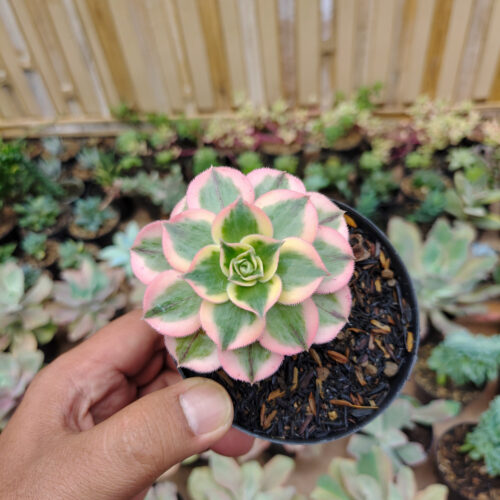 Aeonium Decorum Cv. Sunburst, real gallery image #8 plants. Picture taken directly from kaktus.id community Aeonium farmer green houses.