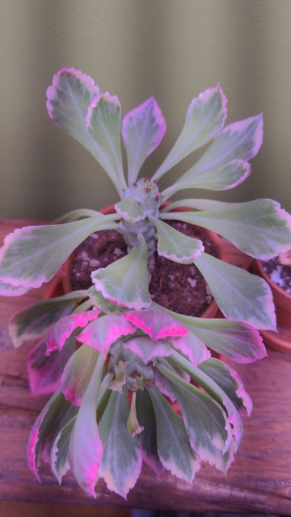 kaktus.id