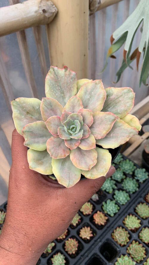 Echeveria Chantilly Mutation, real gallery image #13 plants. Picture taken directly from kaktus.id community Echeveria farmer green houses.