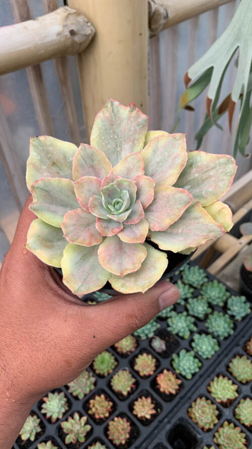 Echeveria Chantilly Mutation, real gallery image #14 plants. Picture taken directly from kaktus.id community Echeveria farmer green houses.