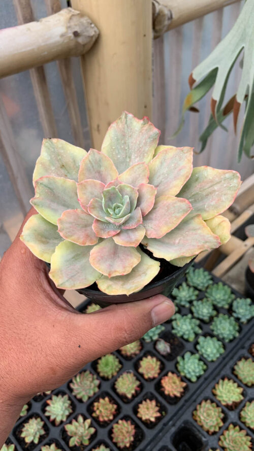 Echeveria Chantilly Mutation, real gallery image #15 plants. Picture taken directly from kaktus.id community Echeveria farmer green houses.