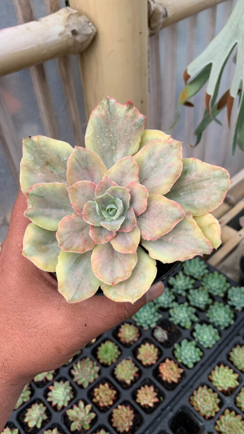 Echeveria Chantilly Mutation, real gallery image #16 plants. Picture taken directly from kaktus.id community Echeveria farmer green houses.