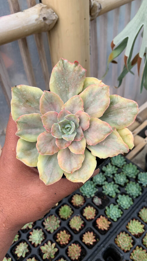 Echeveria Chantilly Mutation, real gallery image #17 plants. Picture taken directly from kaktus.id community Echeveria farmer green houses.