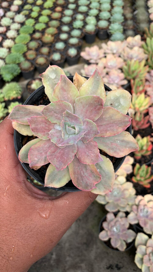 Echeveria Chantilly Mutation, real gallery image #1 plants. Picture taken directly from kaktus.id community Echeveria farmer green houses.